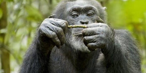 Chimpanzee, prima clip dal film