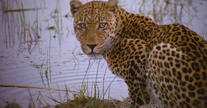 Clip I leopardi - African Safari 3D