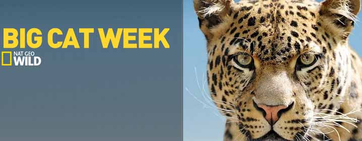 Big Cat Week su Nat Geo Wild dal 23 al 27 febbraio 2015