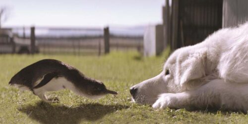 Giotto, l’amico dei pinguini arriva al cinema