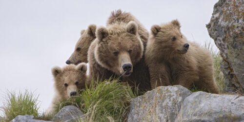 La terra degli Orsi al cinema il 28 marzo