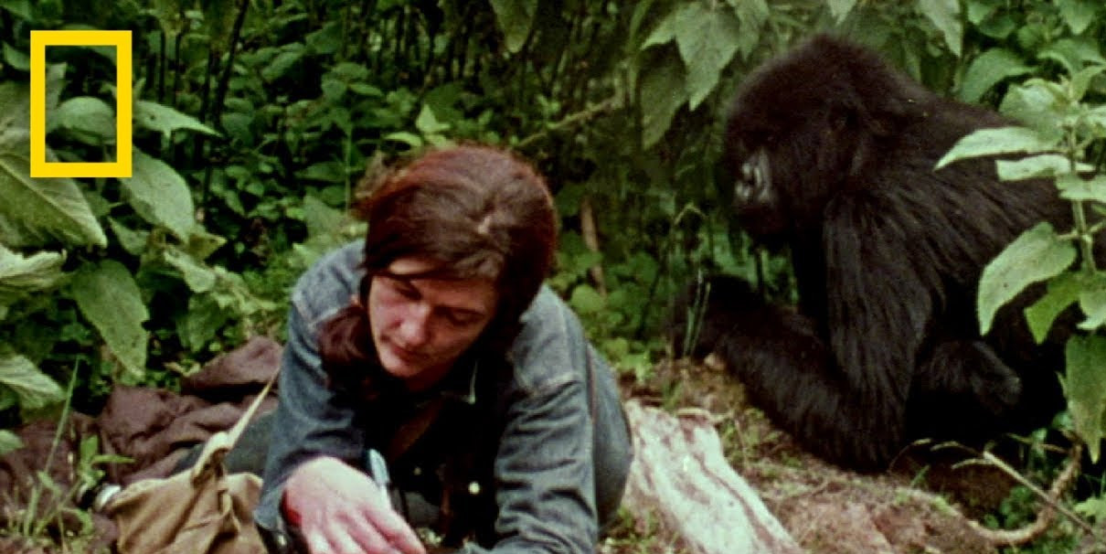 Dian Fossey [credit: National Geographic]