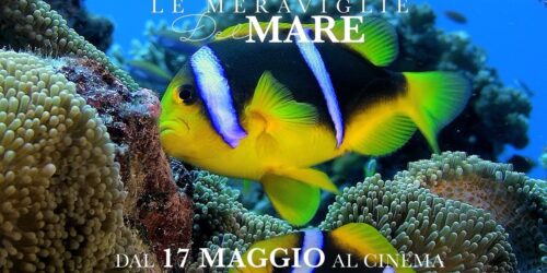 Trailer Le Meraviglie Del Mare