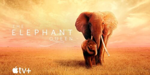 The Elephant Queen, trailer del docufilm Apple Original