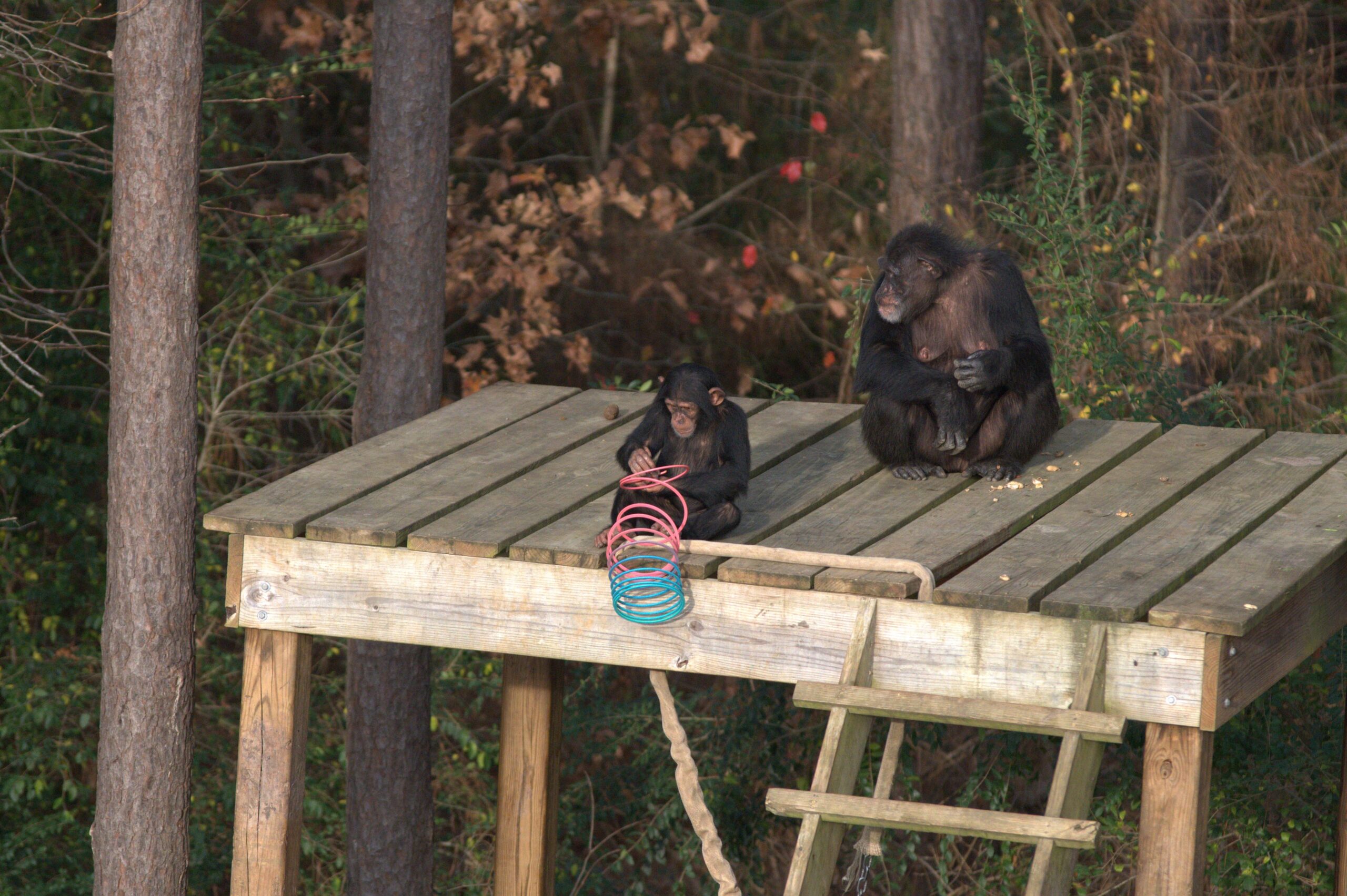 Carlee e Mamma Passion su una piattaforma di legno nel loro habitat forestale. Carlee gioca con una molla. Sara è nel Gruppo di Soda. [credit: Nicholas Chapoy; courtesy of Disney Italia]