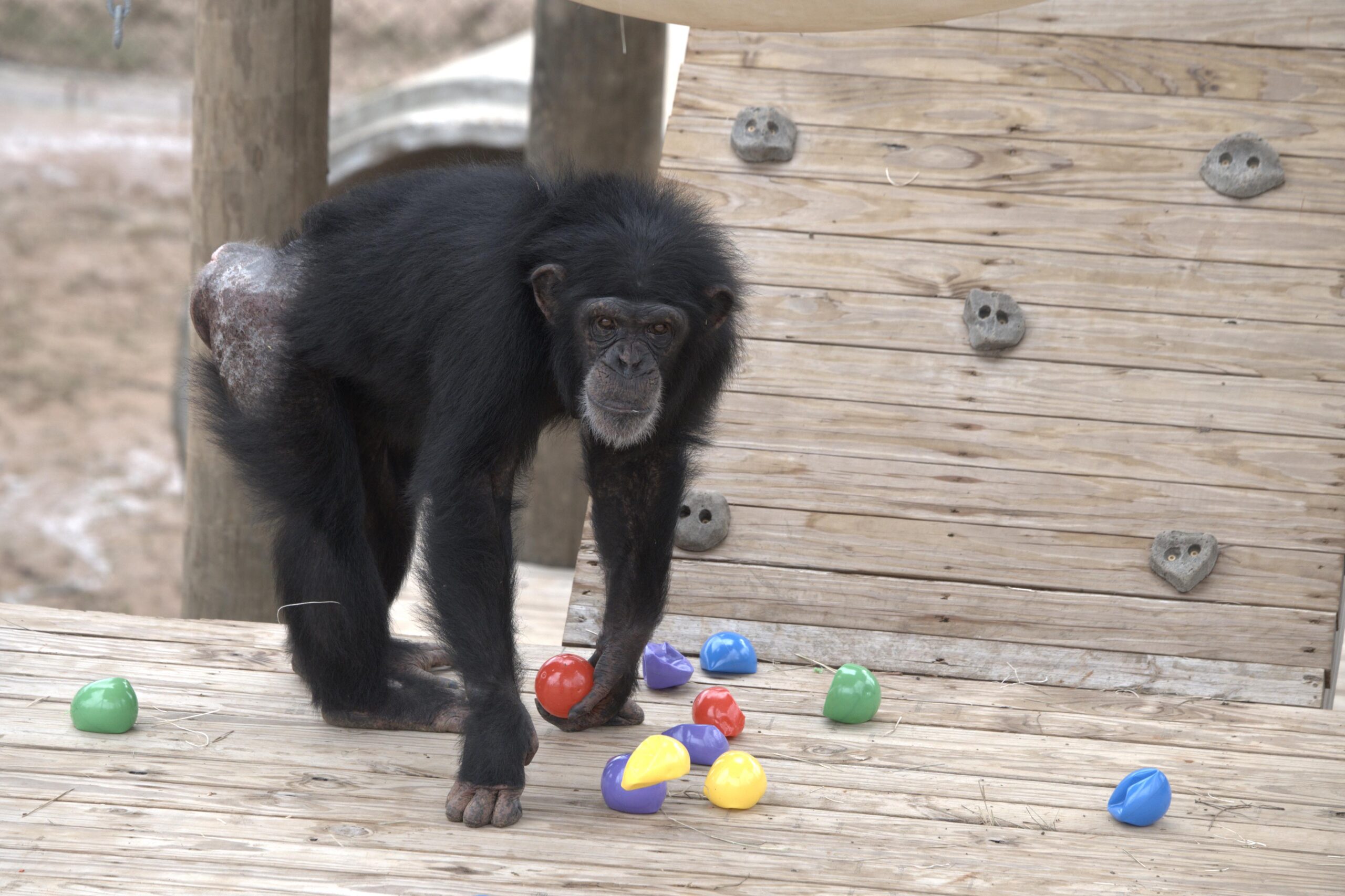 Onyx che tiene una palla rossa. Gruppo di Slims. [credit: National Geographic/Virginia Quinn; courtesy of Disney Italia]