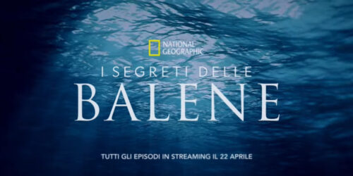 I segreti delle balene, Trailer della serie su Disney+