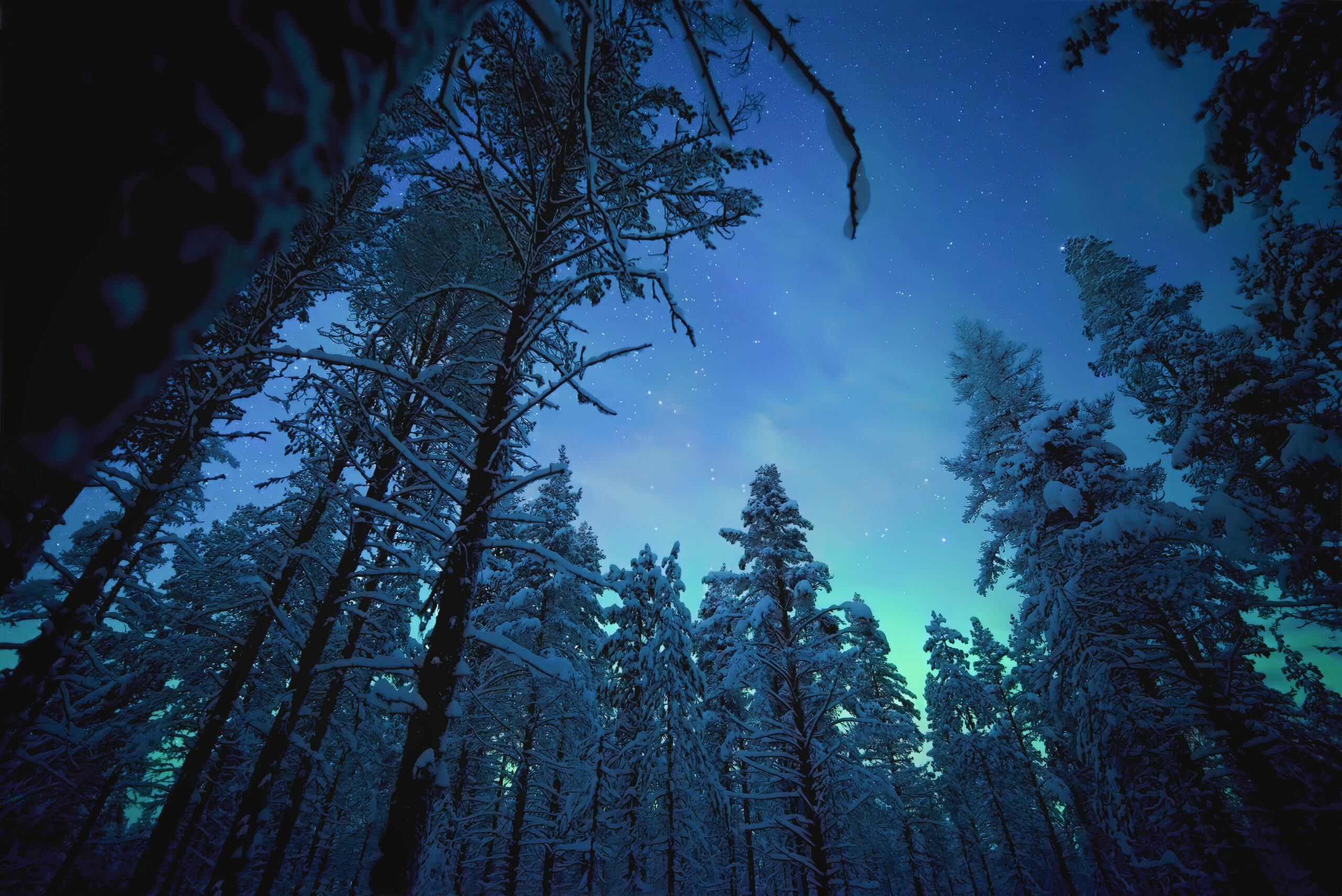 Il pianeta notturno a colori 1x04 ' Bear Woodlands' [credit: courtesy of Apple TV Plus]