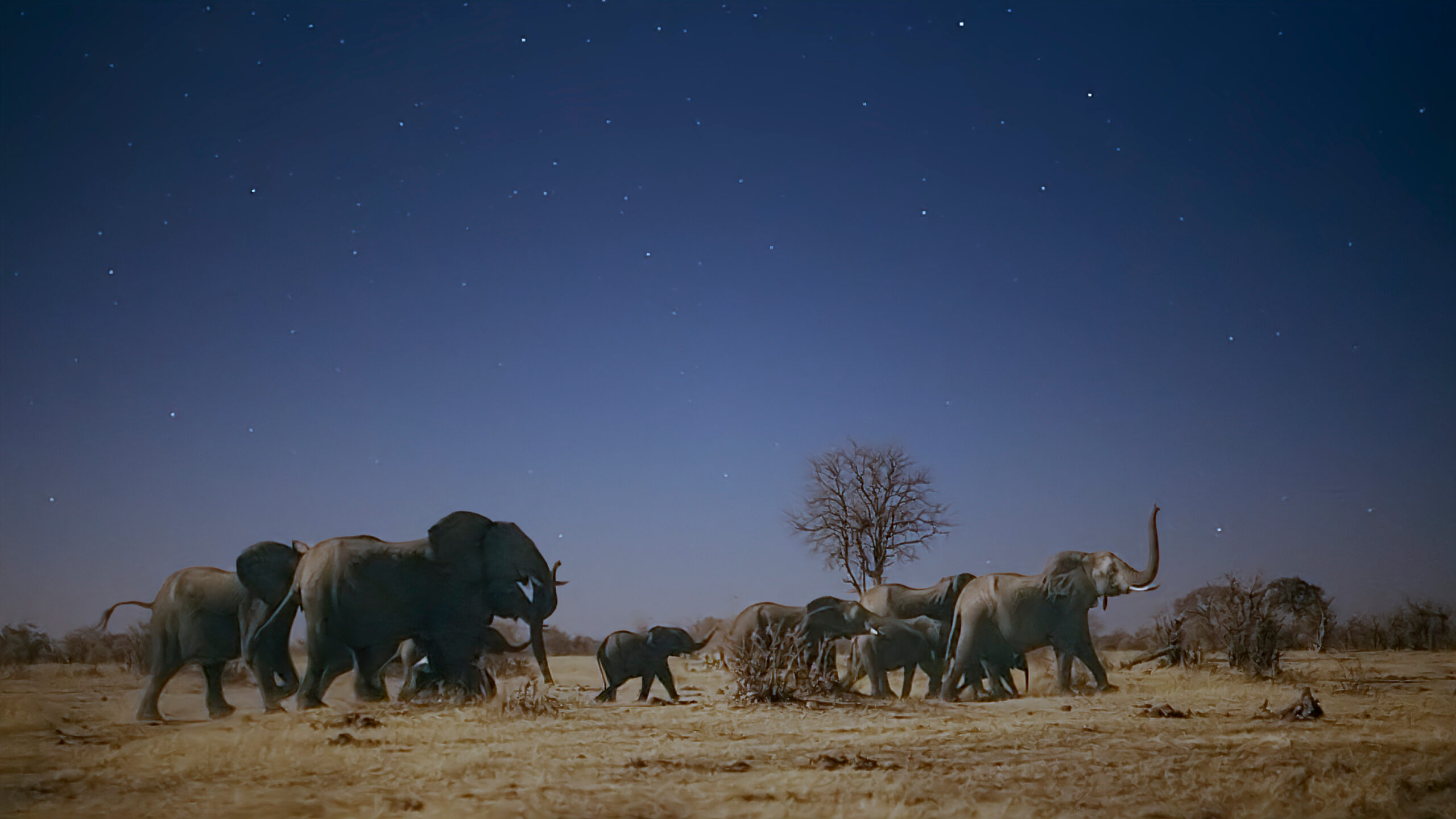 Il pianeta notturno a colori 2x01 'Elephant Plains' narrato da Tom Hiddleston [credit: courtesy of Apple TV Plus]