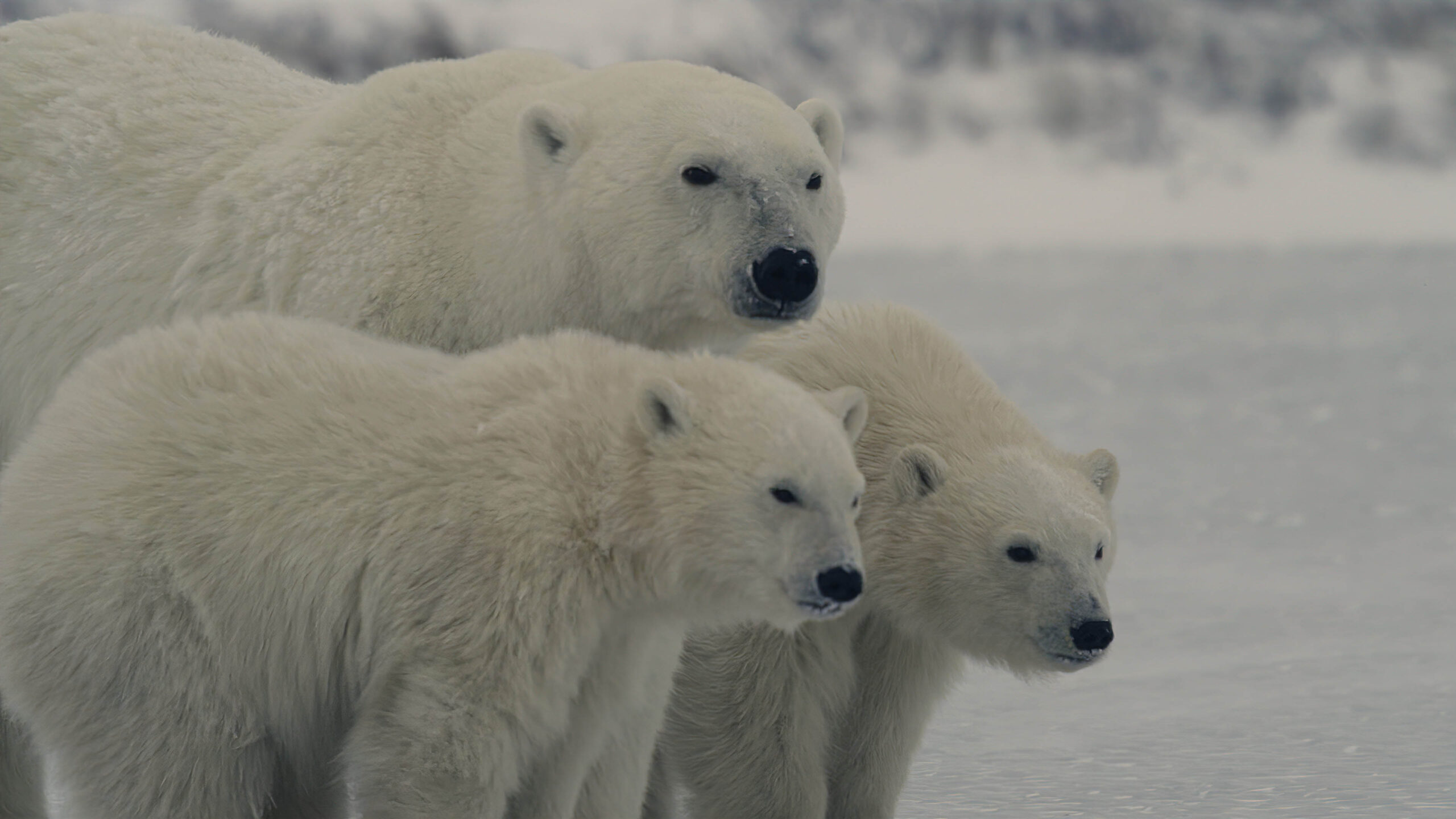 Il pianeta notturno a colori 2x06 'Polar Bear Winter' narrato da Tom Hiddleston [credit: courtesy of Apple TV Plus]